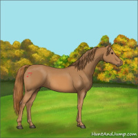 Horse Color:Chestnut Rabicano 