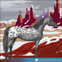 Horse Color:Blue Roan Appaloosa 