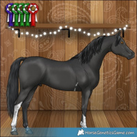 Horse Color:Black Tobiano 