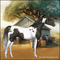 Horse Color:Smoky Black Tobiano 