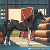 Horse Color:Smoky Black Tobiano 