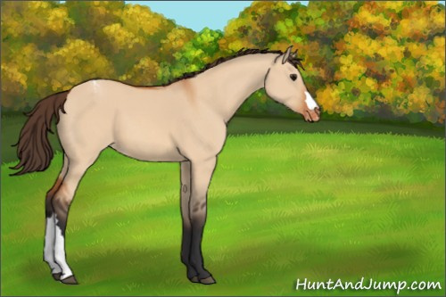 Horse Color:Bay Dun Appaloosa 