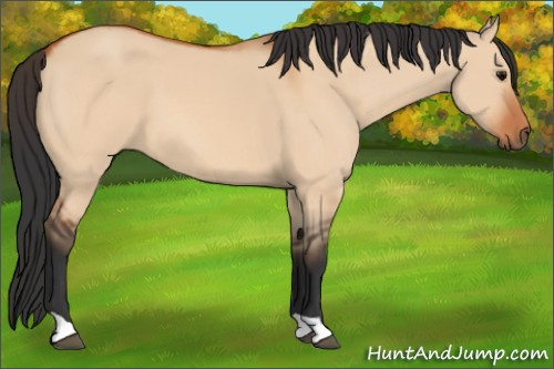 Horse Color:Bay Dun 
