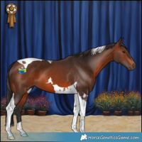 Horse Color:Brown Tobiano 