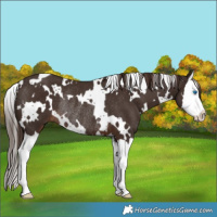 Horse Color:White Spotted Liver Chestnut Splash Rabicano 