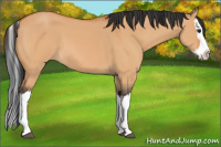 Horse Color:Bay Dun Splash