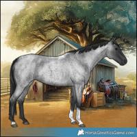 Horse Color:Blue Roan Tobiano 