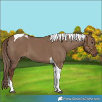 Horse Color:Liver Red Dun Tobiano 