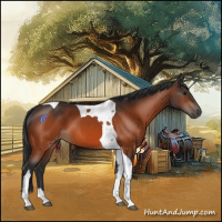 Horse Color:Bay Tobiano 