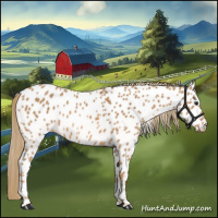 Horse Color:Chestnut Appaloosa 