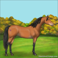 Horse Color:Bay 