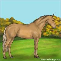 Horse Color:Palomino