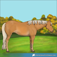 Horse Color:Palomino 