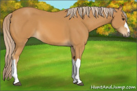 Horse Color:Palomino 