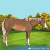 Horse Color:Chocolate Palomino 