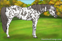 Horse Color:Grullo Appaloosa 