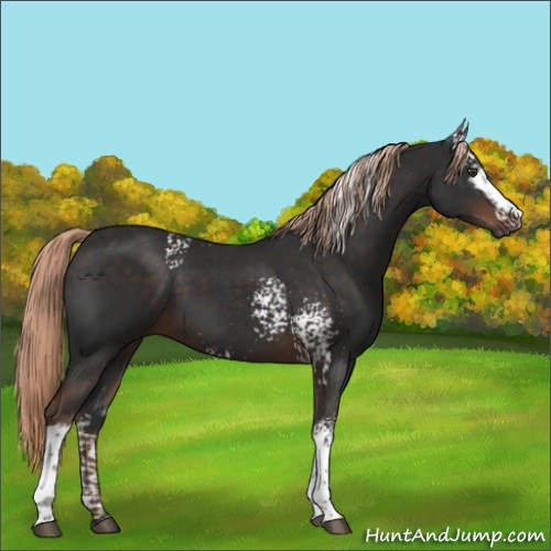 Horse Color:White Spotted Liver Chestnut
