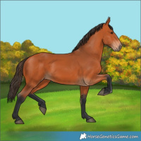 Horse Color:Bay 