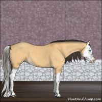 Horse Color:Buckskin Dun Splash 