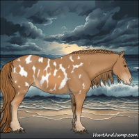 Horse Color:Chestnut Appaloosa 