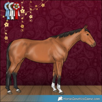 Horse Color:Bay Tobiano 