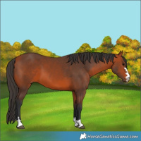 Horse Color:Unknown 