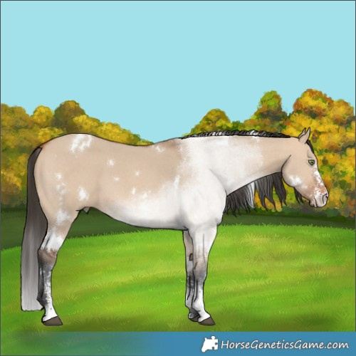 Horse Color:White Spotted Bay Dun Sabino 