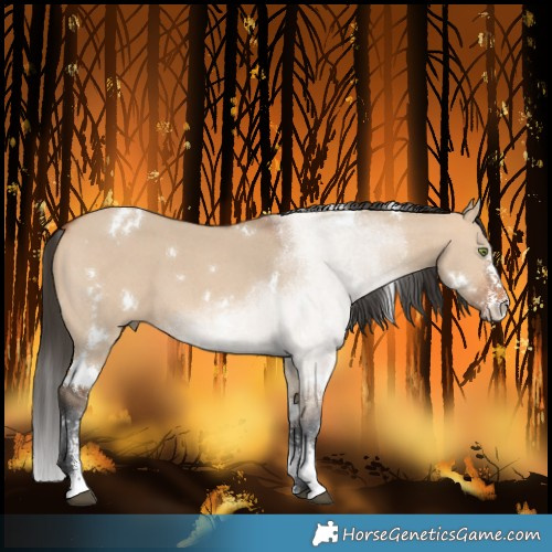 Horse Color:White Spotted Bay Dun Sabino 