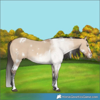 Horse Color:White Spotted Bay Dun Sabino 