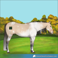 Horse Color:White Spotted Bay Dun Sabino