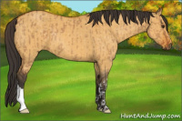 Horse Color:Buckskin Dun  and Buckskin Dun 