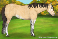 Horse Color:Buckskin Dun  and Buckskin Dun Splash 