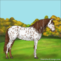 Horse Color:Gray Chestnut Appaloosa 