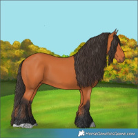 Horse Color:Bay 