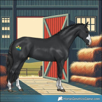 Horse Color:Black 