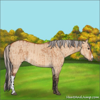 Horse Color:Brown Dun  and Silver Brown Dun 