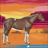 Horse Color:Silver Black Tobiano 