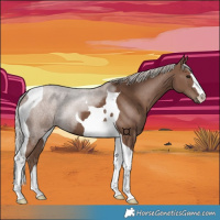 Horse Color:Silver Black Tobiano