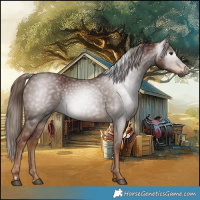 Horse Color:Gray Chestnut 