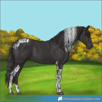 Horse Color:Smoky Black  and Smoky Black Tobiano 