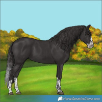 Horse Color:Smoky Black and Smoky Black Splash