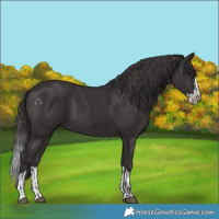 Horse Color:Smoky Black  and Smoky Black Splash 