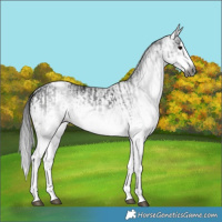 Horse Color:Gray White Spotted Black Splash  and Gray White Spotted Smoky Black Splash 