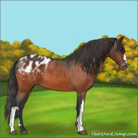 Horse Color:Bay Appaloosa