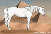 Horse Color:Cremello Near Leopard 