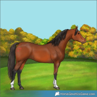 Horse Color:Bay Tobiano Rabicano 