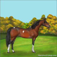 Horse Color:Bay Tobiano Rabicano 