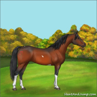Horse Color:Brown Tobiano Rabicano 