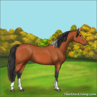 Horse Color:Bay Tobiano Rabicano 