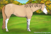 Horse Color:Gold Champagne Splash 